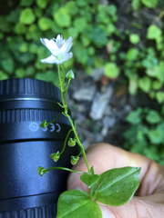 Pink purslane (Claytonia sibirica)
