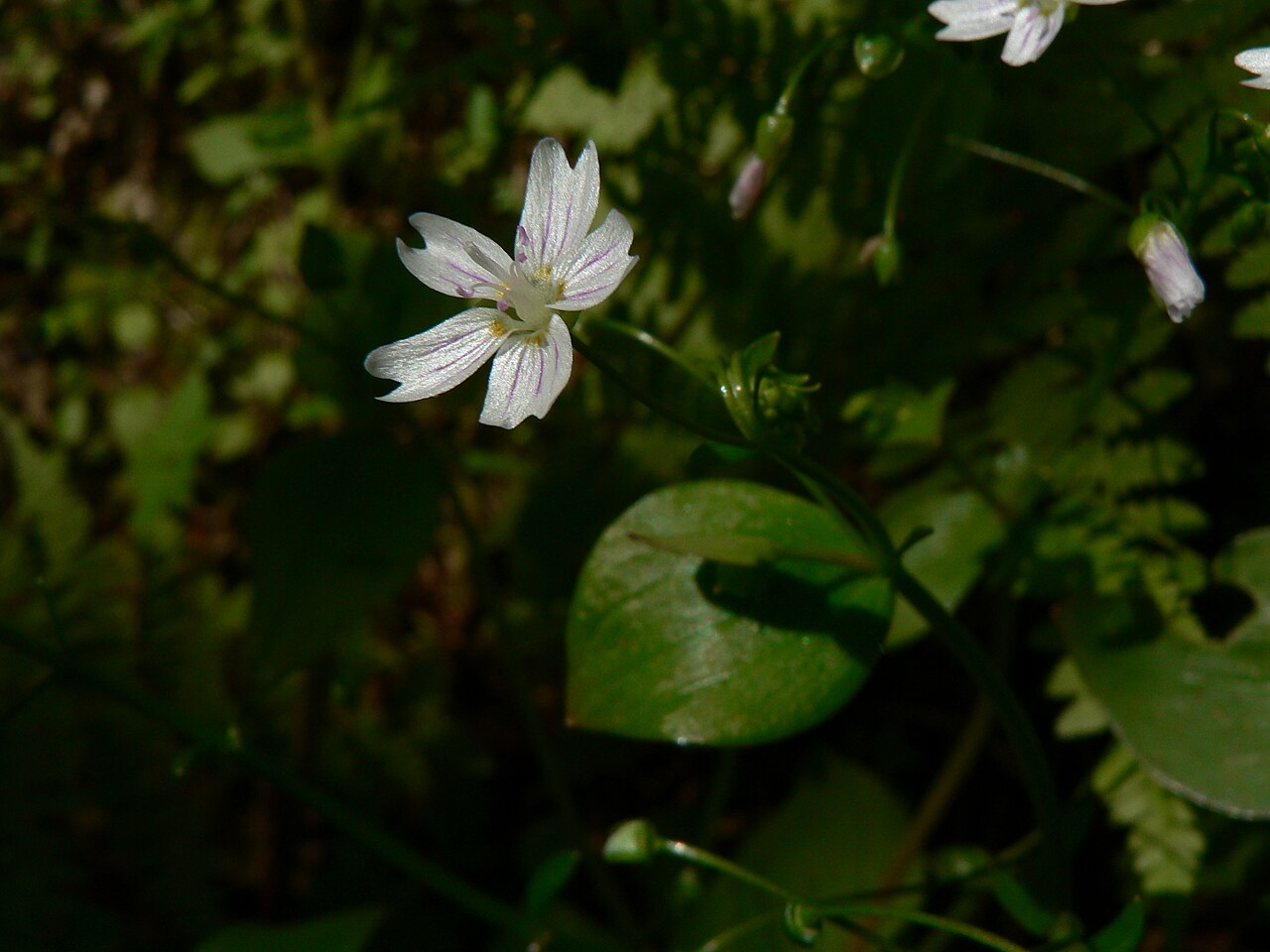 Pink purslane: Siberian Spring beauty or Candy Flower