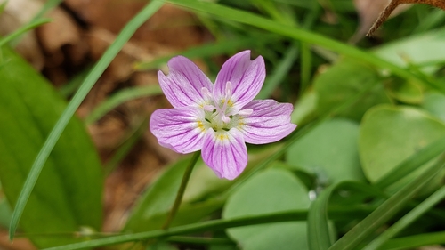 Pink purslane (Claytonia sibirica)