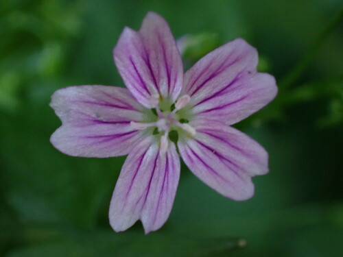 Pink purslane (Claytonia sibirica)