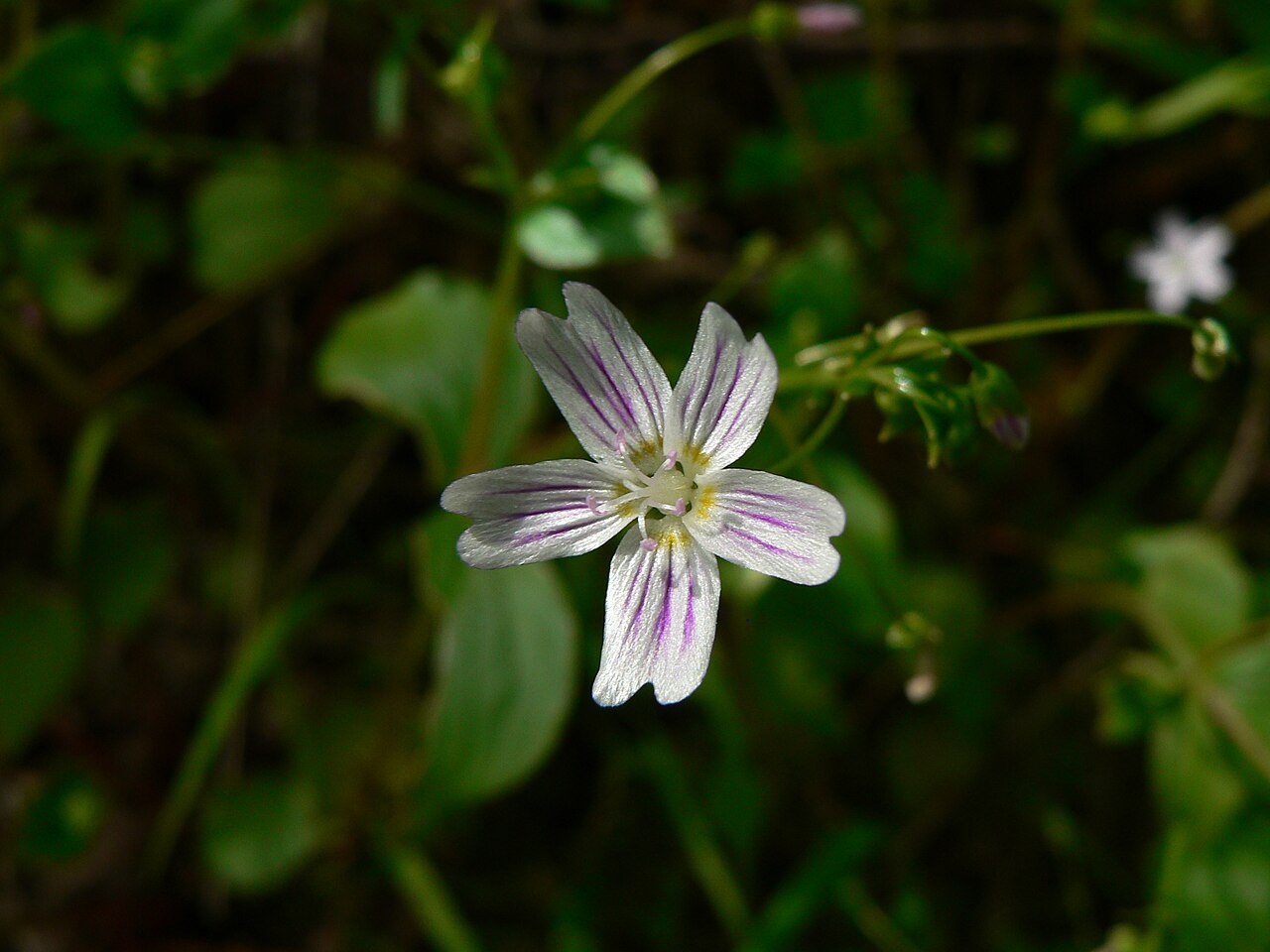 Pink purslane: Siberian Spring beauty or Candy Flower