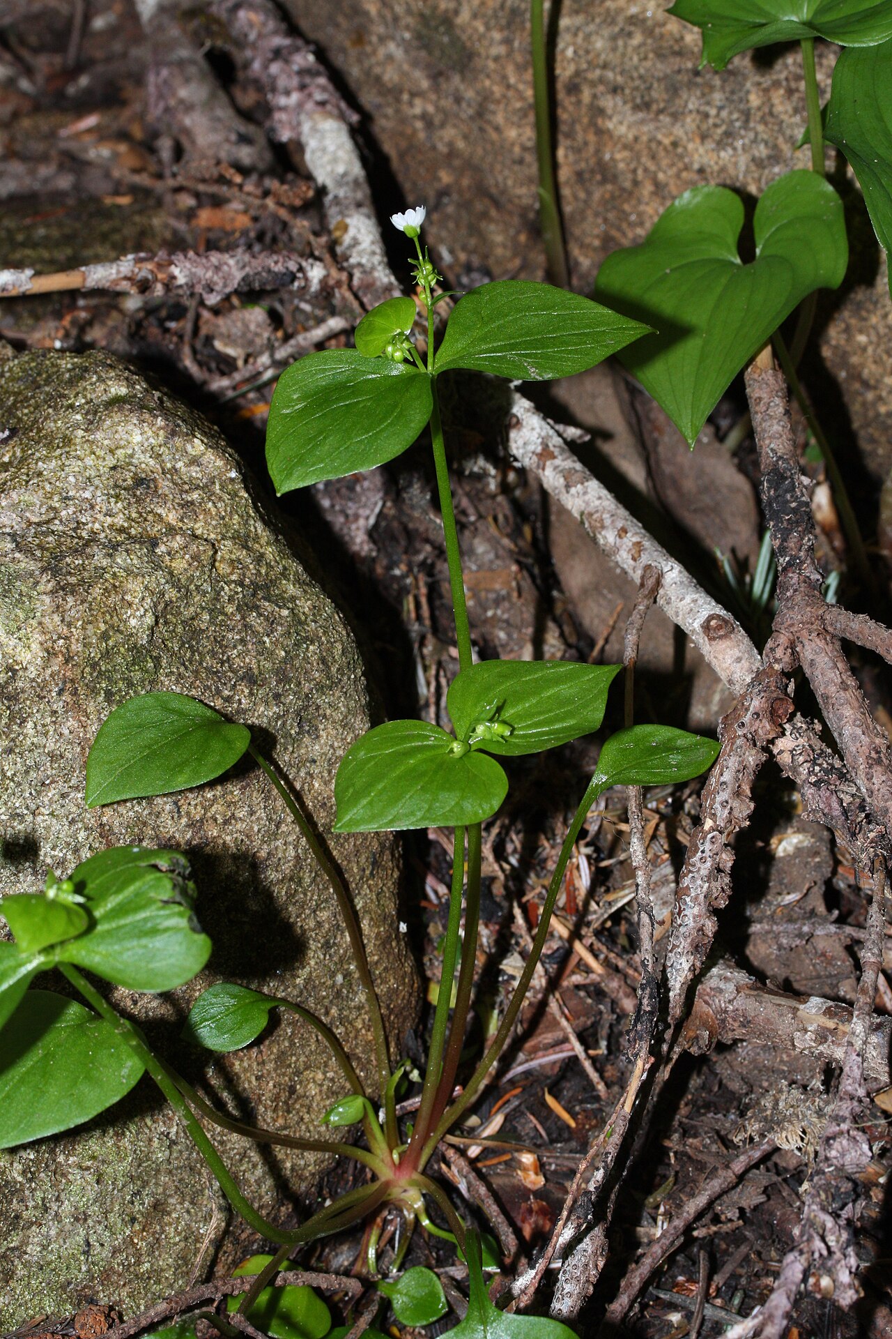 Pink purslane: Siberian Springbeauty