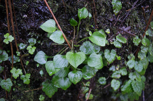 Pink purslane (Claytonia sibirica)
