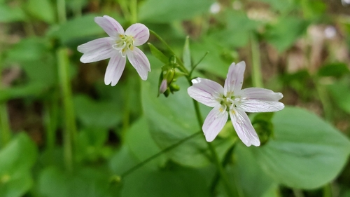 Pink purslane (Claytonia sibirica)