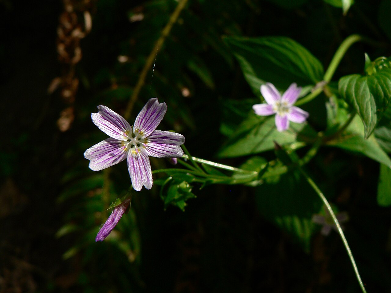 Pink purslane: Siberian Spring beauty or Candy Flower
