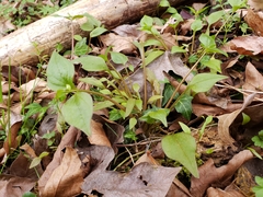 Pink purslane (Claytonia sibirica)