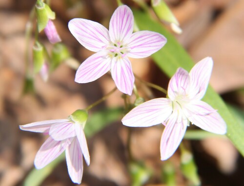 Virginia springbeauty (Claytonia virginica)