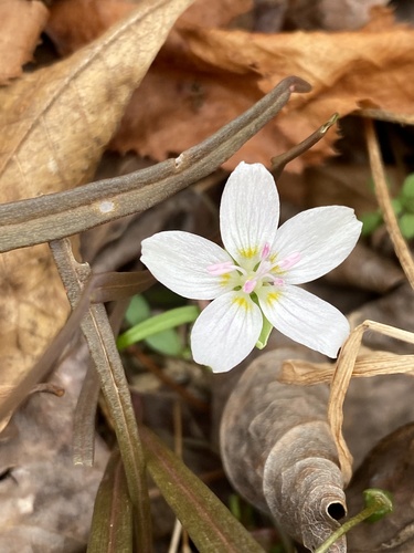 Virginia springbeauty (Claytonia virginica)