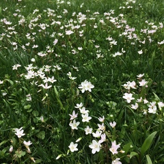 Virginia springbeauty (Claytonia virginica)