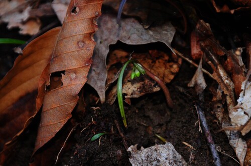 Virginia springbeauty (Claytonia virginica)