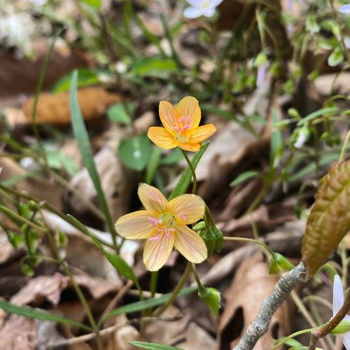 Virginia springbeauty (Claytonia virginica)
