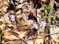 Virginia springbeauty (Claytonia virginica)