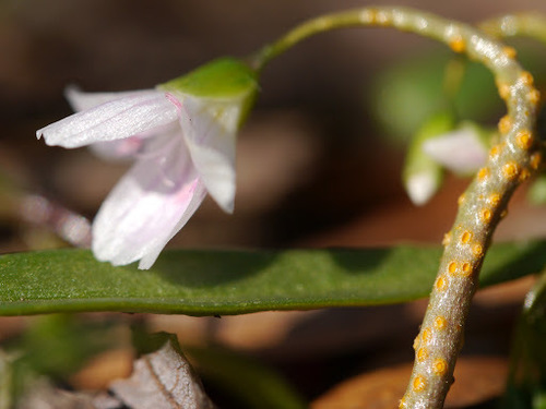 Virginia springbeauty (Claytonia virginica)