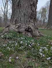 Virginia springbeauty (Claytonia virginica)