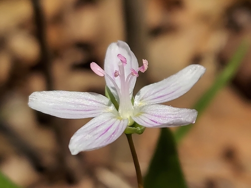 Virginia springbeauty (Claytonia virginica)