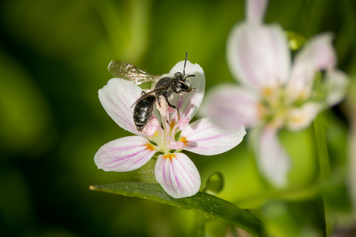 Virginia springbeauty (Claytonia virginica)
