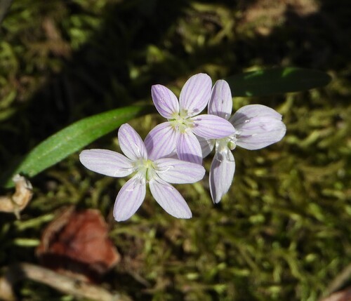 Virginia springbeauty (Claytonia virginica)