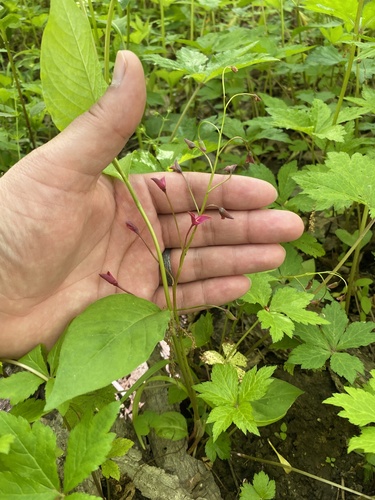 Virginia springbeauty (Claytonia virginica)