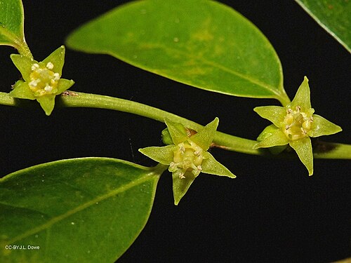 Weeping cleistanthus: Cleistanthus apodus flowers