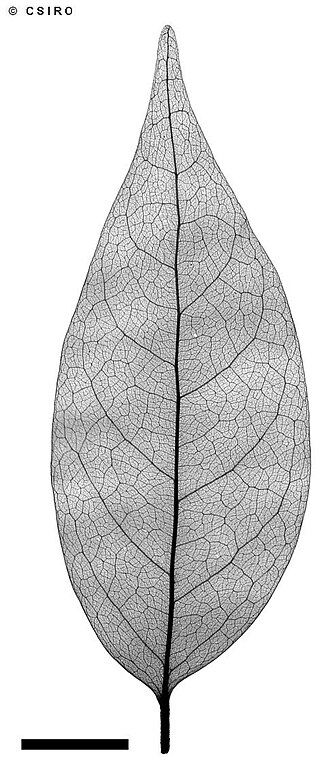 Weeping cleistanthus: Cleistanthus apodus x-ray of leaf