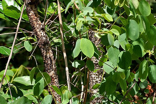 Oduvan: Cleistanthus collinus (Syn. Lebedieropsis orbicularis , Clutia collina )- Garari, Karra • Hindi: Garari, Garrar • Marathi: Garari • Tamil: nilaippalai, odaichi,