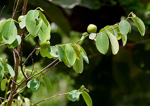 Oduvan: Cleistanthus collinus (Syn. Lebedieropsis orbicularis , Clutia collina )- Garari, Karra • Hindi: Garari, Garrar • Marathi: Garari • Tamil: nilaippalai, odaichi,