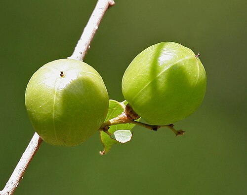 Oduvan: Cleistanthus collinus (Syn. Lebedieropsis orbicularis , Clutia collina )- Garari, Karra • Hindi: Garari, Garrar • Marathi: Garari • Tamil: nilaippalai, odaichi,
