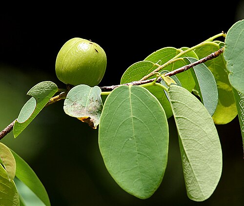 Oduvan: Cleistanthus collinus (Syn. Lebedieropsis orbicularis , Clutia collina )- Garari, Karra • Hindi: Garari, Garrar • Marathi: Garari • Tamil: nilaippalai, odaichi,