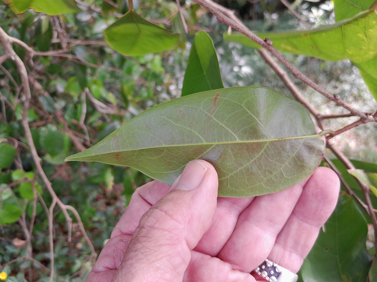 Bernie's cleistanthus: Cleistanthus hylandii