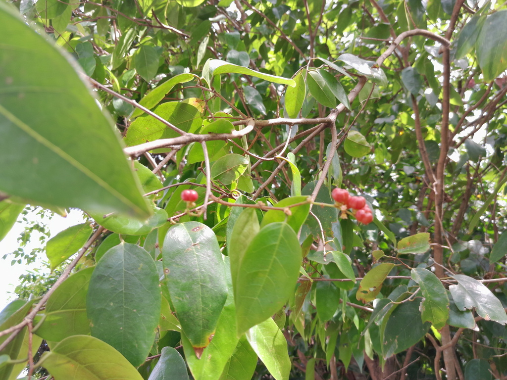 Bernie's cleistanthus (Cleistanthus hylandii)