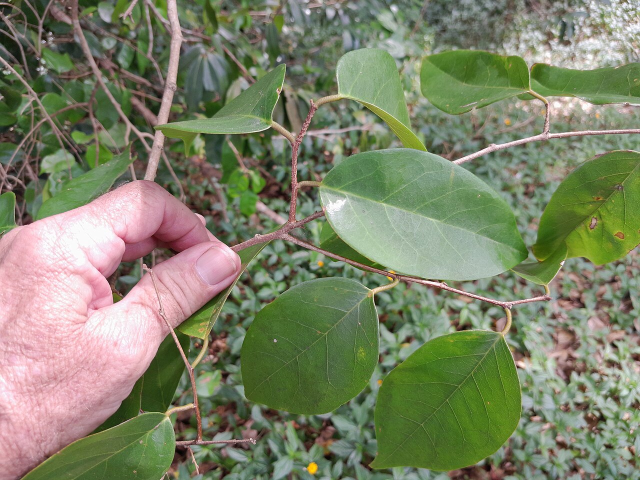 Bernie's cleistanthus: Cleistanthus hylandii