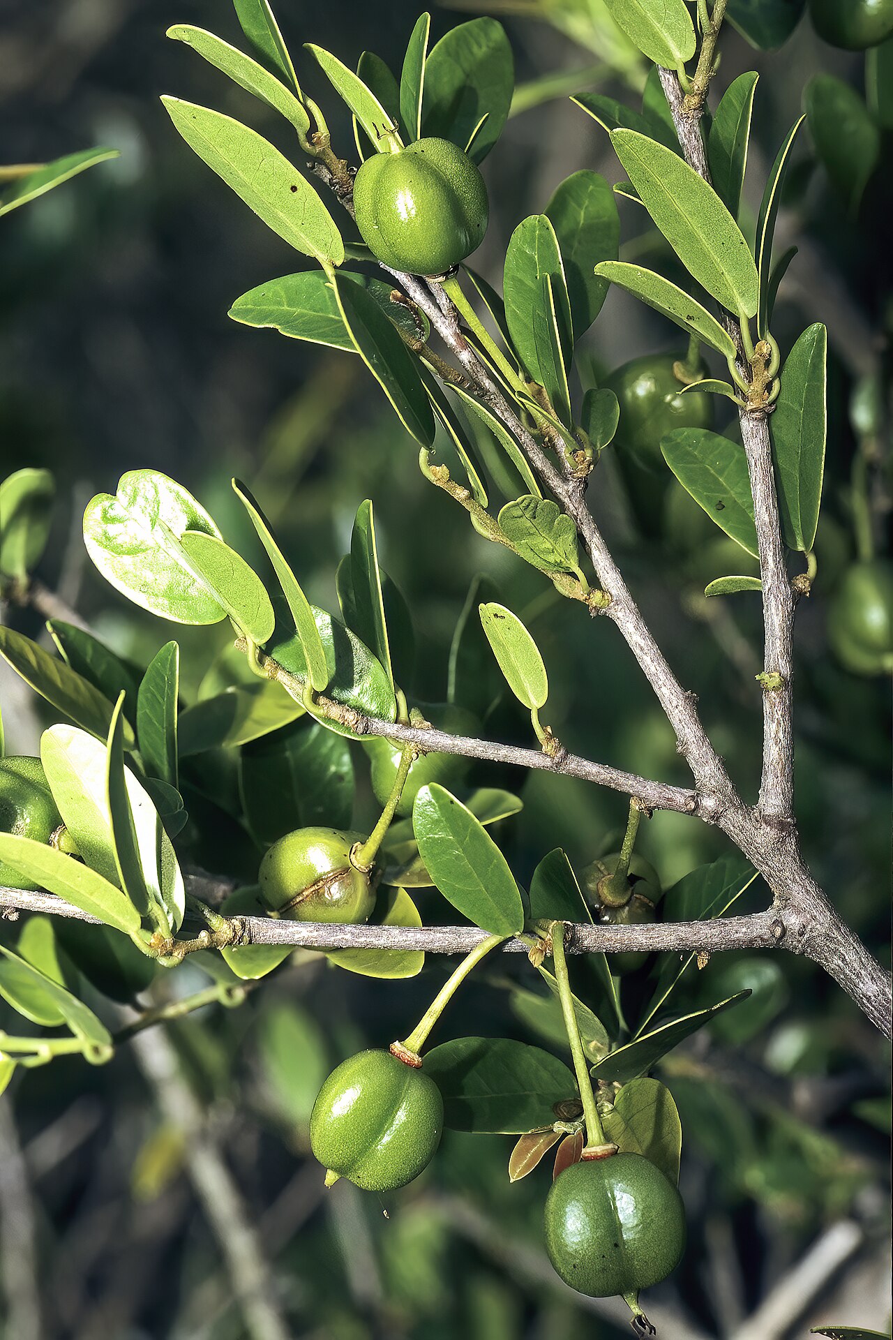 Cleistanthus schlechteri: Cleistanthus schlechteri var. schlechteri , developing fruit; Licuati Thicket, Maputo Province, southern Mozambique
