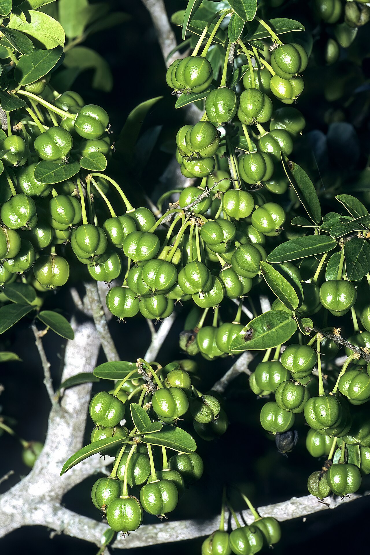 Cleistanthus schlechteri: Cleistanthus schlechteri var. schlechteri , developing fruit; Licuati Thicket, Maputo Province, southern Mozambique
