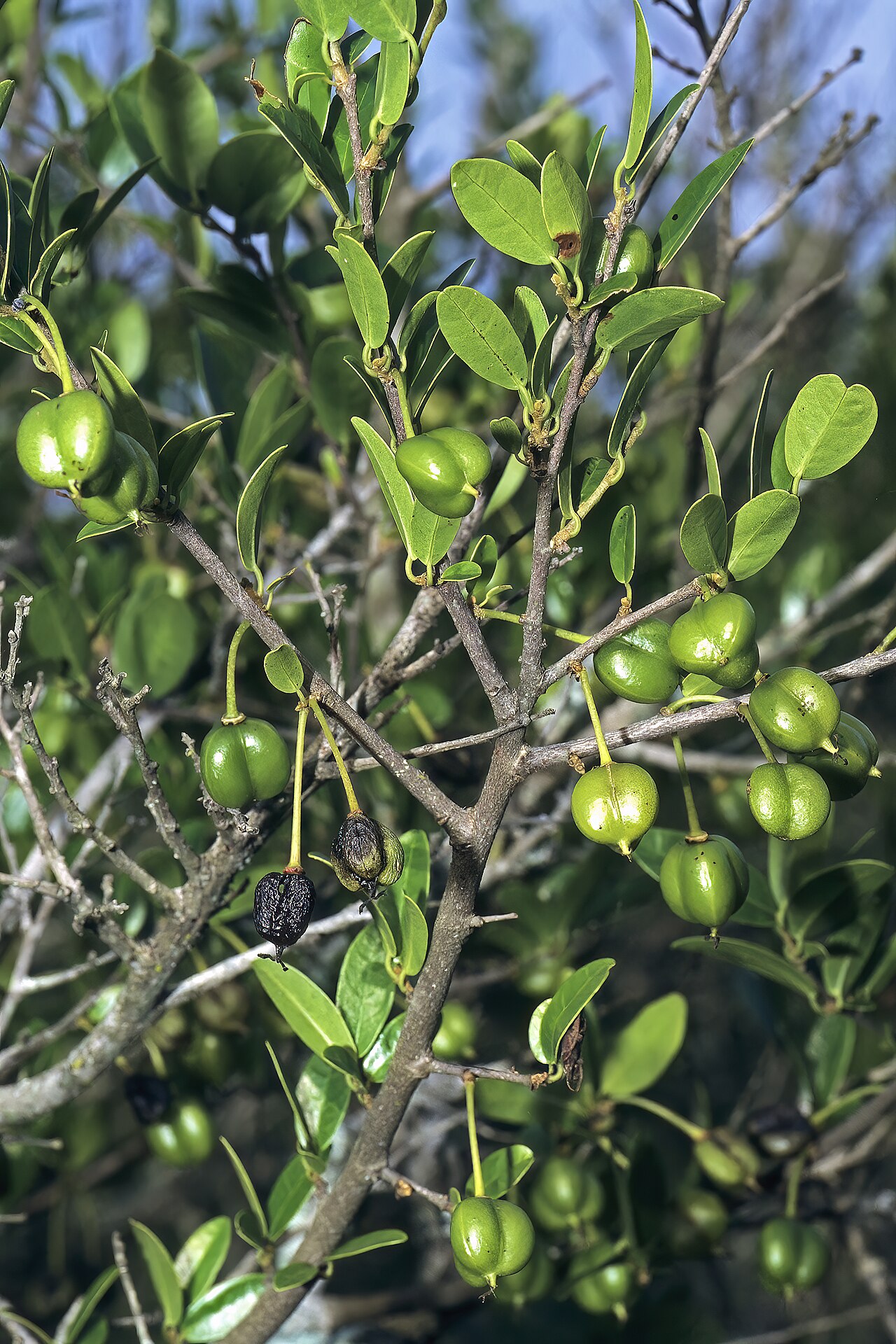 Cleistanthus schlechteri: Cleistanthus schlechteri var. schlechteri , developing fruit; Licuati Thicket, Maputo Province, southern Mozambique