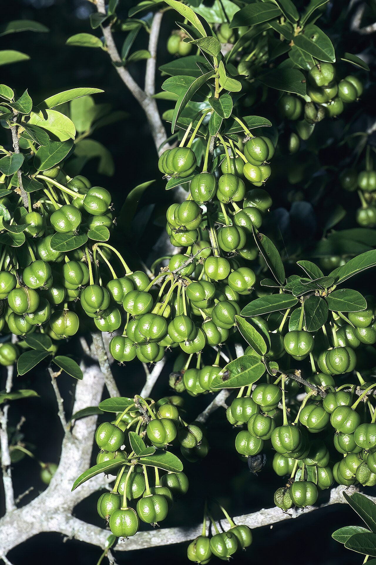 Cleistanthus schlechteri: Cleistanthus schlechteri var. schlechteri , developing fruit; Licuati Thicket, Maputo Province, southern Mozambique