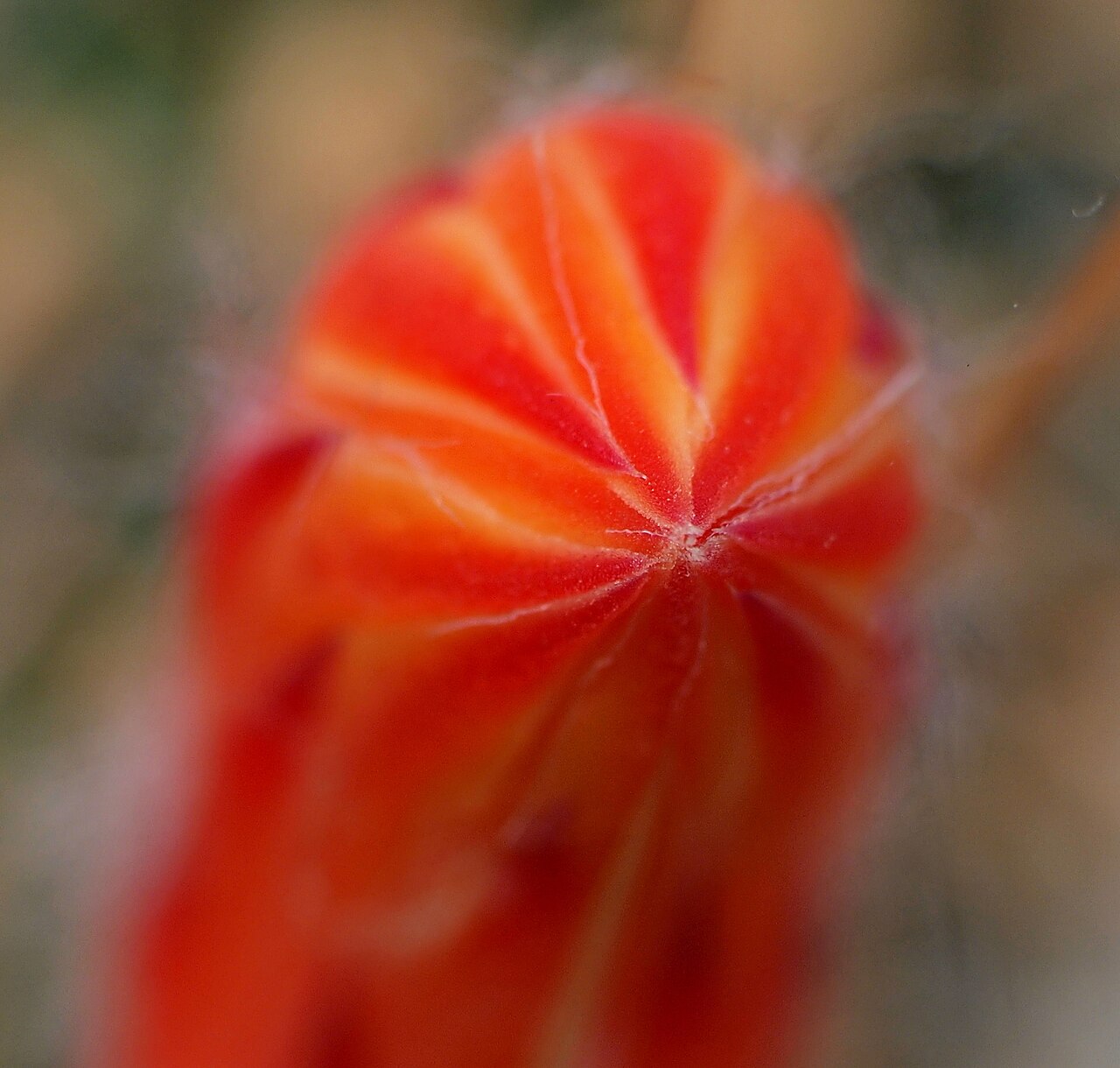 Cleistocactus baumannii: Pen mit CZ Planar 1,7/50mm mit Zwischenring 12+20mm