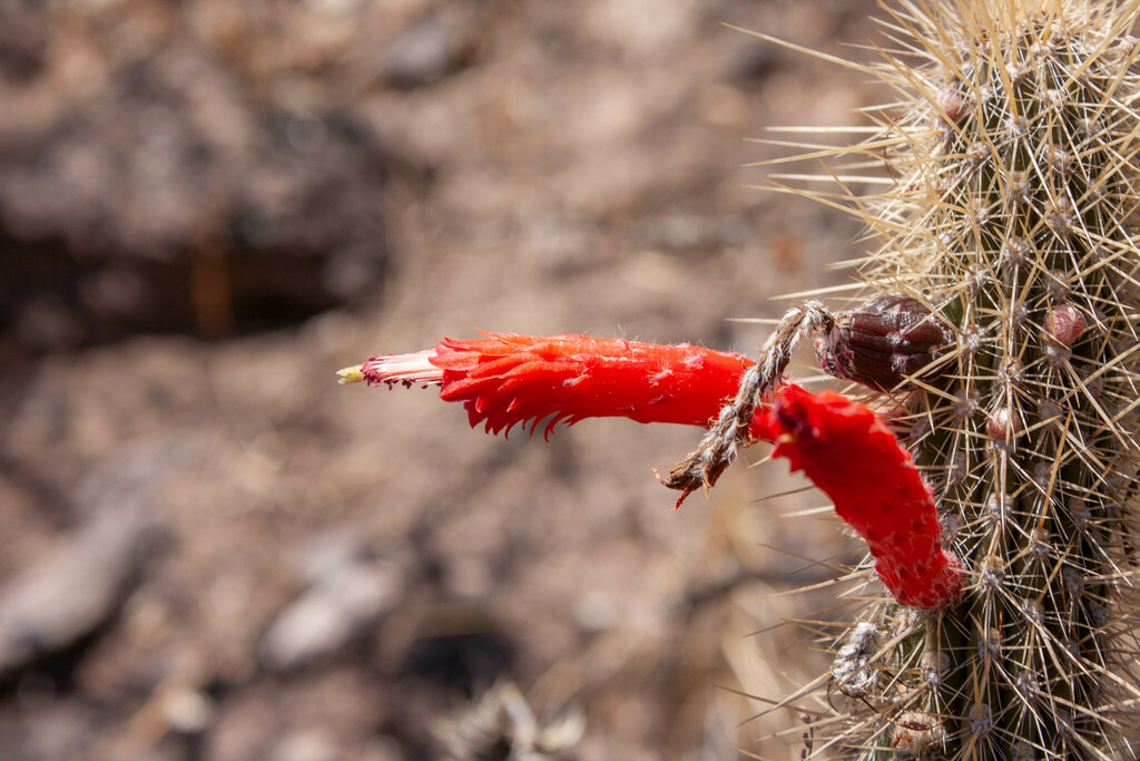 Cleistocactus baumannii (Cleistocactus baumannii)