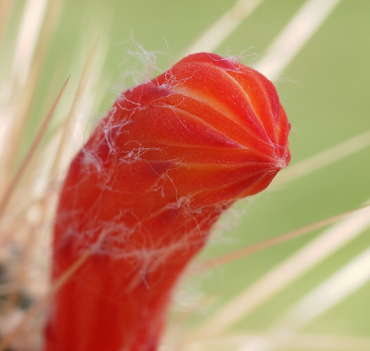 Cleistocactus baumannii: Cleistocactus baumannii