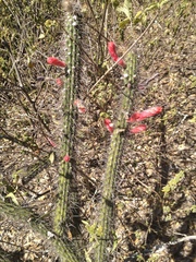 Cleistocactus baumannii (Cleistocactus baumannii)