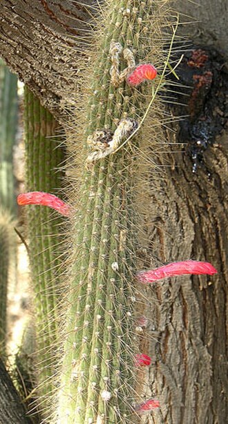 Cleistocactus baumannii: Bolivia shares this species with northwestern Argentina under the name of Cola de Gato. Chirau Mita Cactus Garden, Chilecito, Argentina. In context at www.dixpi