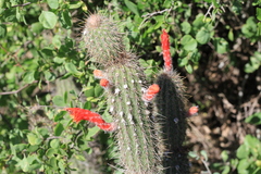 Cleistocactus baumannii (Cleistocactus baumannii)