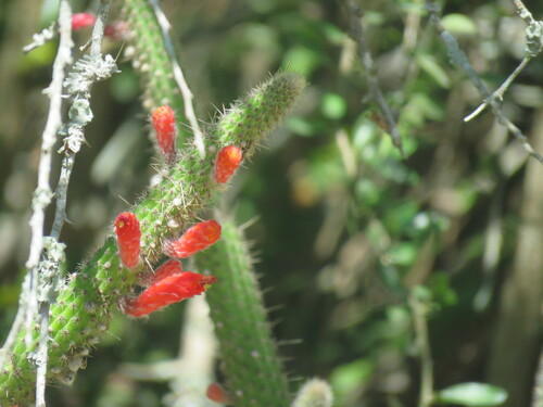 Cleistocactus baumannii (Cleistocactus baumannii)
