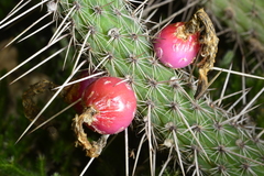 Cleistocactus baumannii (Cleistocactus baumannii)