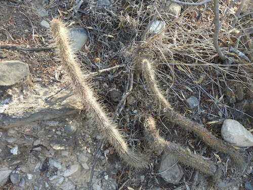 Cleistocactus baumannii (Cleistocactus baumannii)