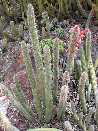 Cleistocactus baumannii: Photographed at Huntington Gardens (Los Angeles) in April