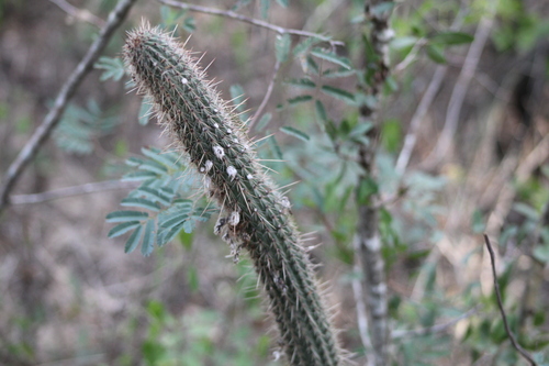 Cleistocactus baumannii (Cleistocactus baumannii)