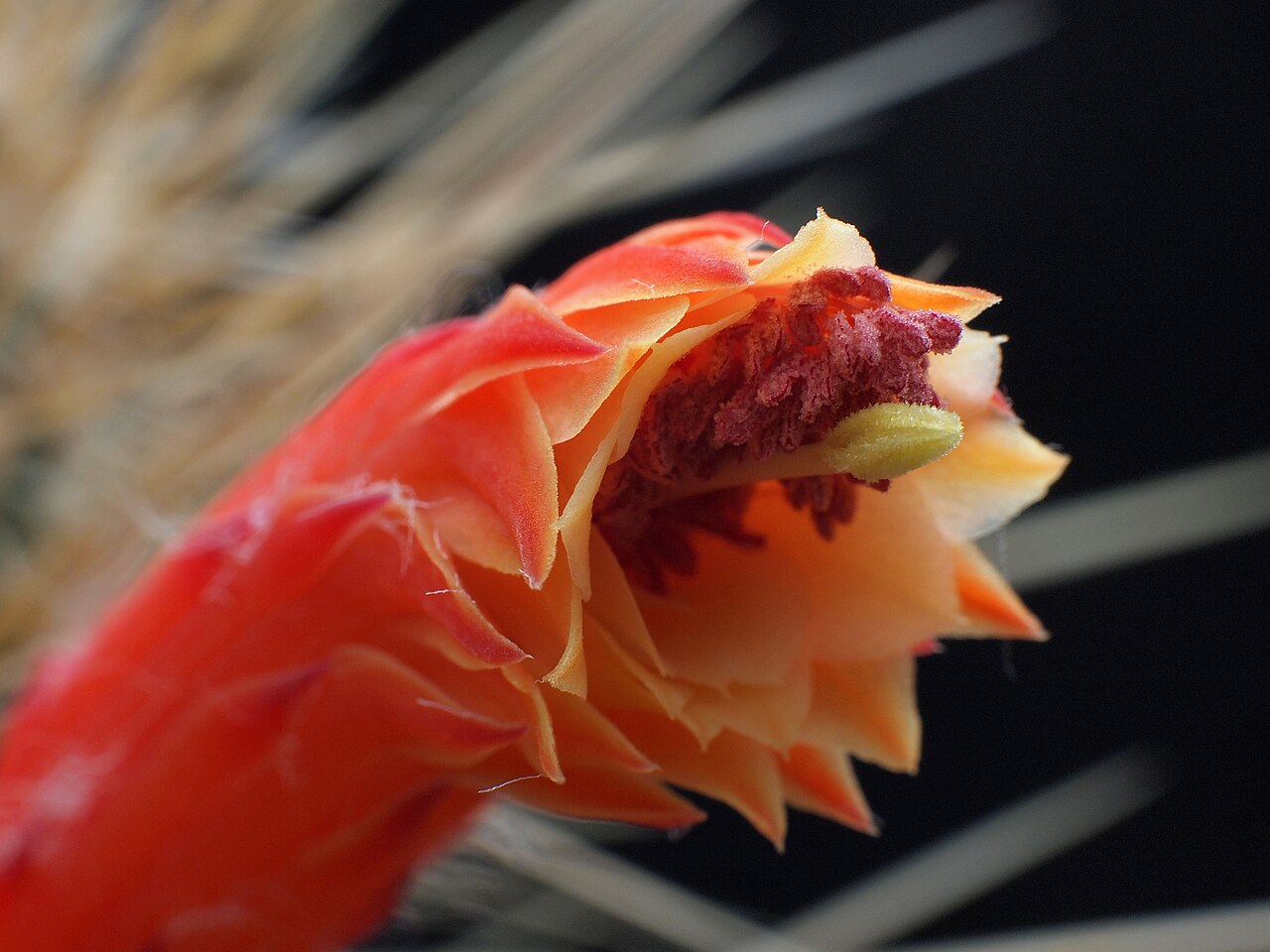 Cleistocactus baumannii: Aufnahme: Pen mit CZ Planar 1,7/50 + Zwischenringe 12mm + 20mm