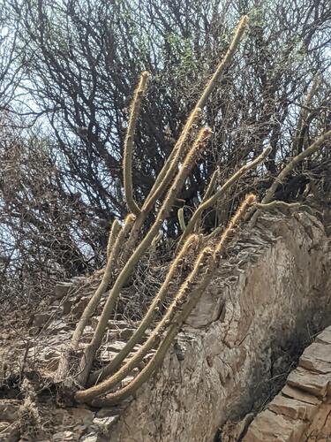 Old man of the mountain (Cleistocactus buchtienii)