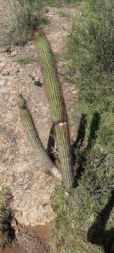 Old man of the mountain (Cleistocactus buchtienii)