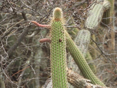 Old man of the mountain (Cleistocactus buchtienii)